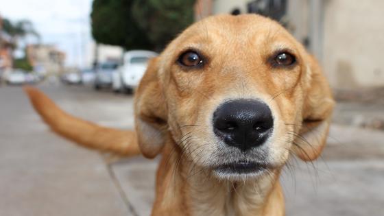 Día internacional del perro