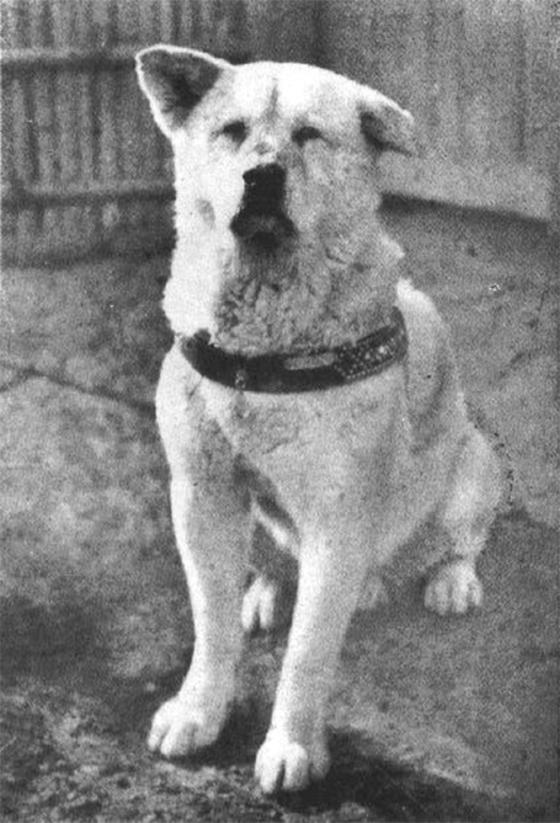 Hachiko Hachiko