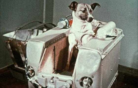 Laika perrita en el espacio Laika perrita en el espacio