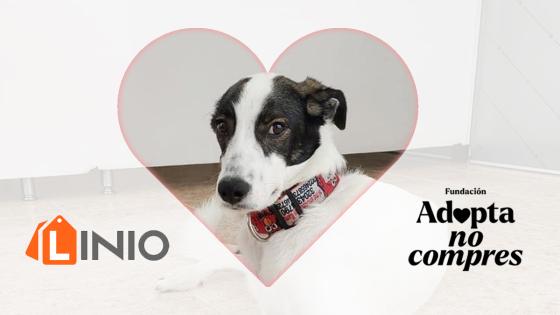 donaciones para mascotas en Bogotá día del perro donaciones para mascotas en Bogotá día del perro