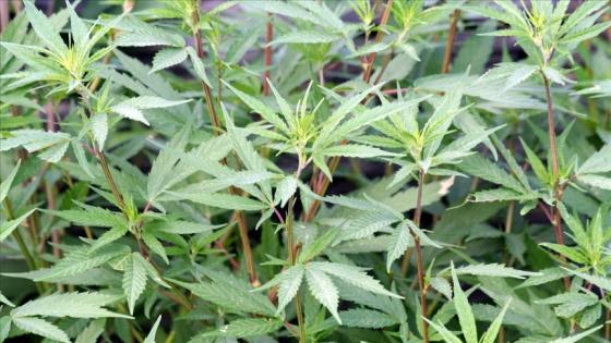  producción industrial y medicinal de cannabis