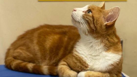 George gato caza ratones George gato caza ratones