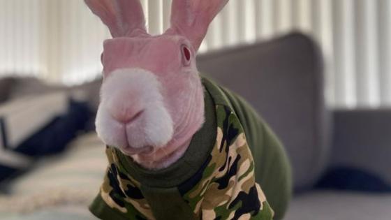 Mr. Bigglesworth conejo Mr.Bigglesworth conejo