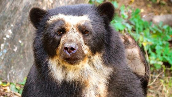 Oso de anteojos Oso de anteojos