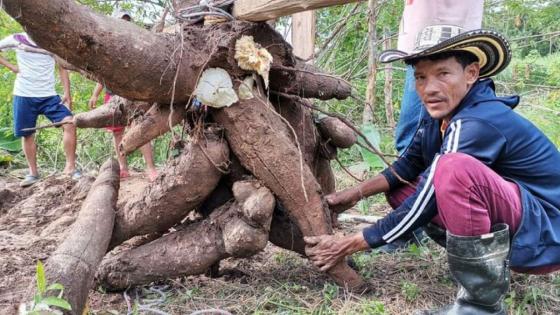Arcelio Álvarez colombiano experto en cultivar yucas gigantes