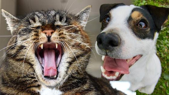 Perros y gatos Perros y gatos