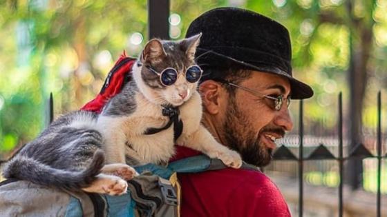Murió el 'gato mochilero', mascota de viajero colombiano