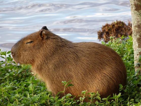 capibaras