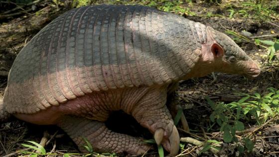 Armadillos en Colombia