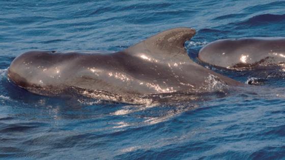 Ambientalistas evitan medida que fomentaba la caza legal de delfines 