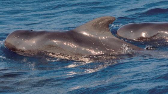 Ambientalistas evitan medida que fomentaba la caza legal de delfines Ambientalistas evitan medida que fomentaba la caza legal de delfines