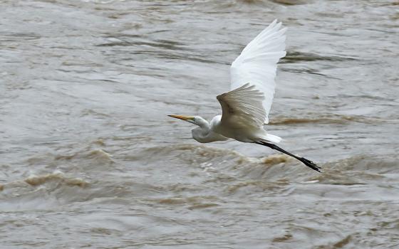 Garza volando