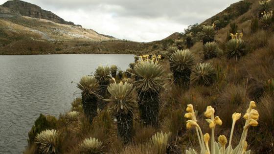 Plan de conservación a Parques Nacionales Naturales