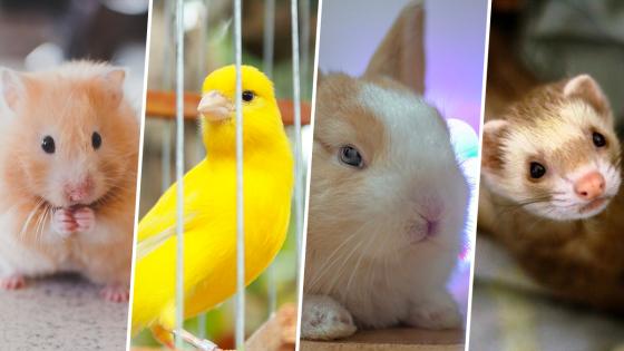 Animales que no se llevan bien Animales que no se llevan bien