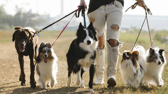 Paseador, guardería de perros Paseador, guardería de perros