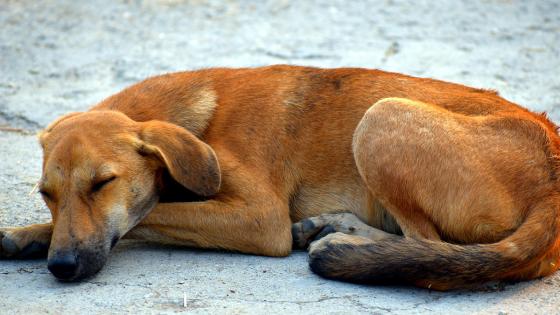 Decenas de perros enjaulados abandonados en Kabul
