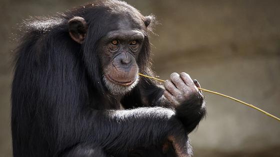 Mujer sostenía romance con chimpancé Mujer sostenía romance con chimpancé