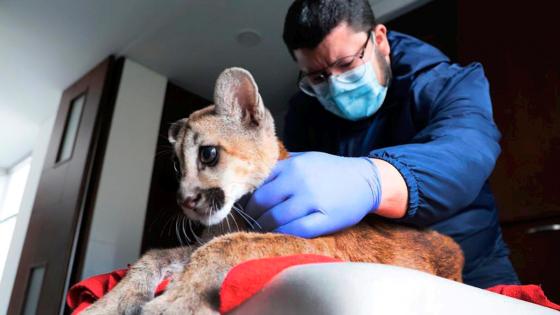 Rehabilitación del puma recuperado Rehabilitación del puma recuperado