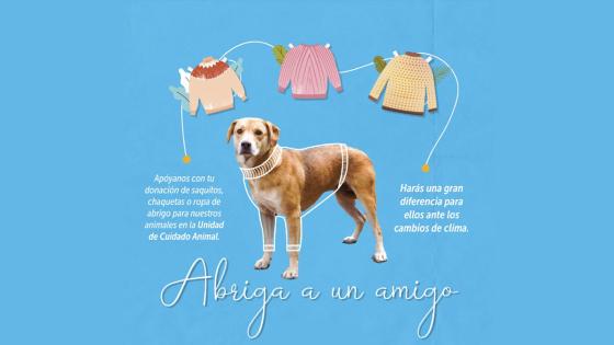 adopcion adopcion