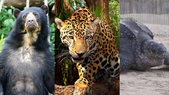 Animales en peligro de extinción Animales en peligro de extinción