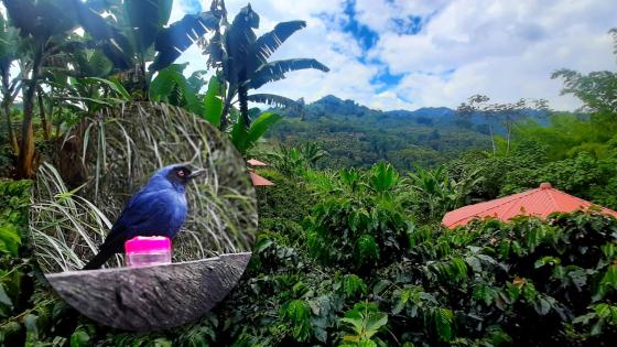 Aves y café, la apuesta de Manizales para reactivar el turismo Aves y café, la apuesta de Manizales para reactivar el turismo
