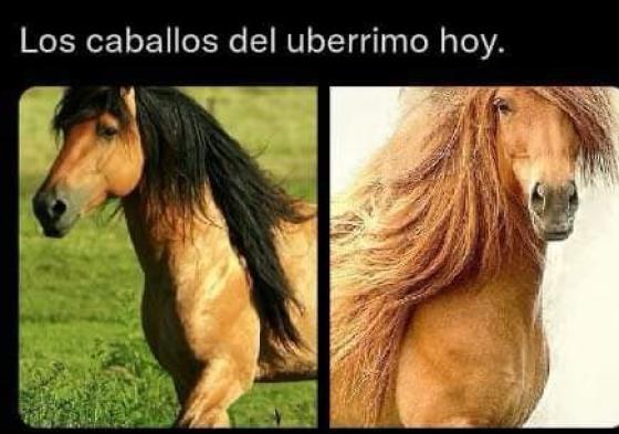 Meme caballos de Uribe Meme caballos de Uribe