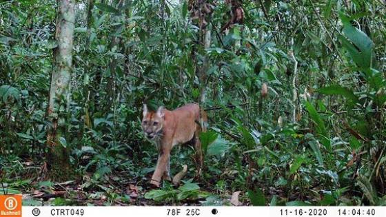 Animales captados con cámaras trampa