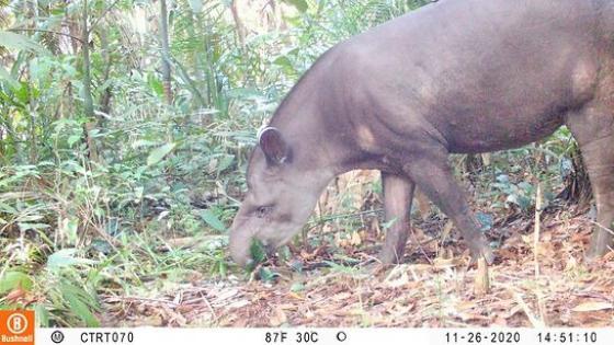 Danta (Tapirus terrestris) Danta (Tapirus terrestris)