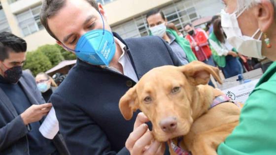 Jornada de adopción en Bogotá