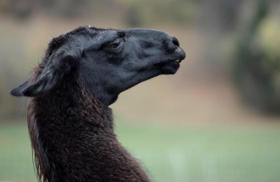 Anticuerpos de la llama habrían dado buenos resultados en hámsteres infectados con covid. Anticuerpos de la llama podrían ser clave en la lucha contra el covid.