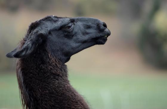 Anticuerpos de la llama podrían ser clave en la lucha contra el covid.