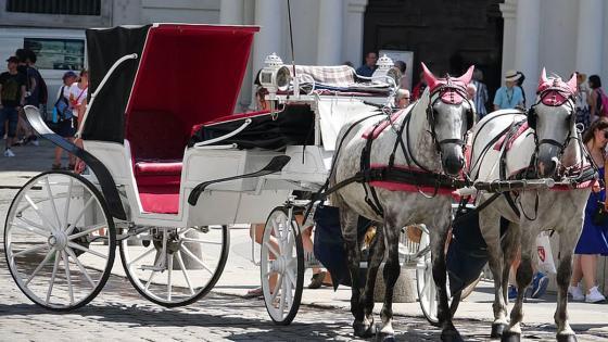 El estado de los caballos de Cartagena fue uno de los temas más debatidos de la semana.