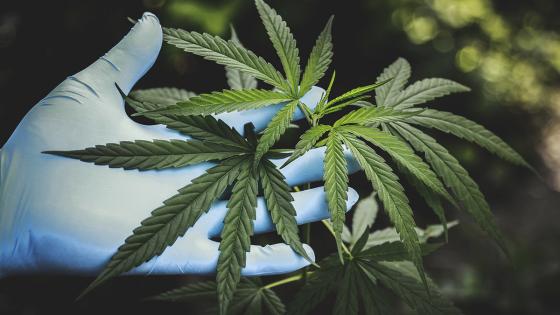 CBD CBD