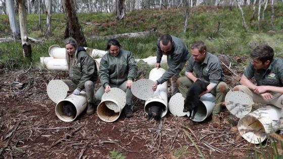 Demonios de Tasmania en Australia