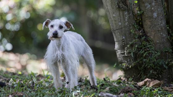 Inicia jornada de esterilización para animales de compañía en Medellín