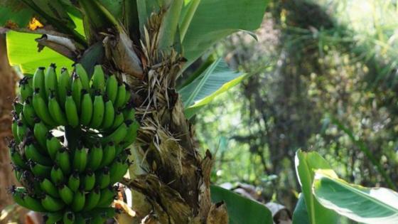 Crisis en la industria bananera afecta a los productores colombianos Crisis en la industria bananera afecta a los productores colombianos