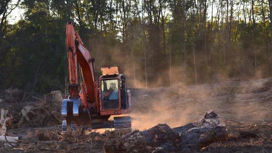 El 'modus operandi' de los traficantes de madera en Colombia