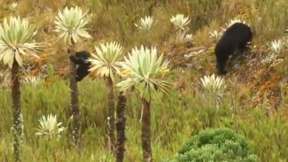 Tierno oso bebé jugando en la naturaleza