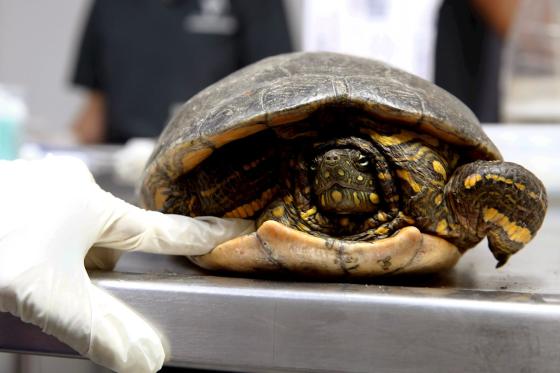 Tortuga Tortuga