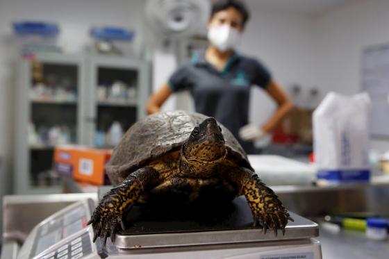 tortuga EFE/ Luis Eduardo Noriega A.