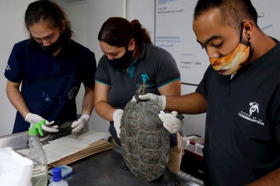tortugas tortugas