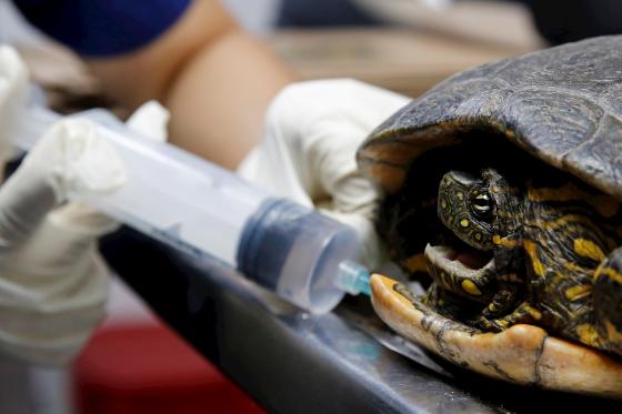 tortuga tortuga