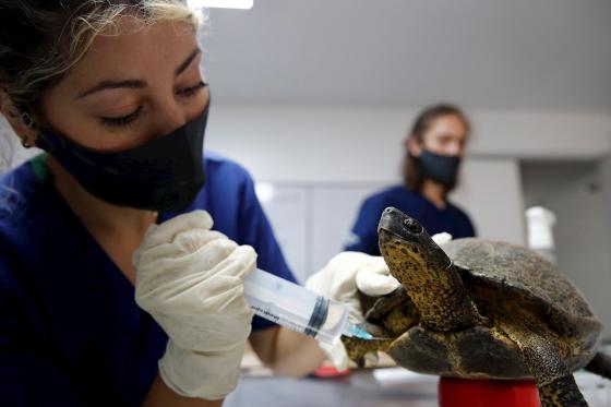 tortugas tortugas