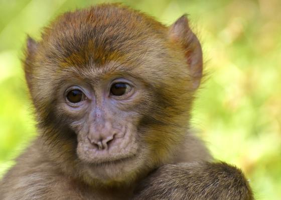 Zoológicos de EEUU empiezan vacunación de sus animales contra el covid.