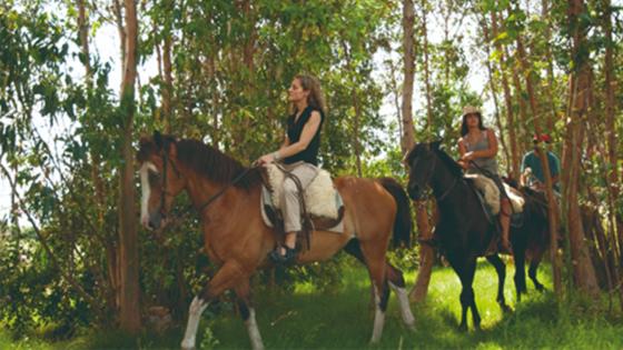 Proyecto que define las cabalgatas como actividad cultural divide opiniones Proyecto que define las cabalgatas como actividad cultural divide opiniones