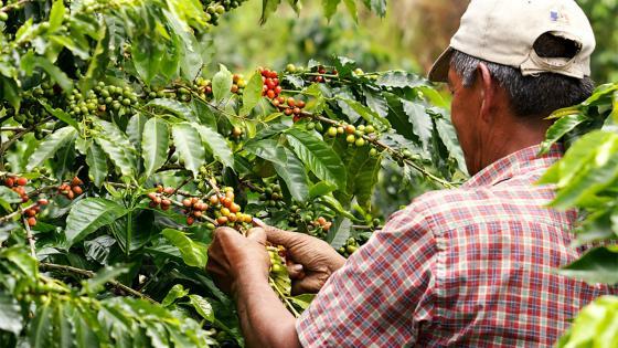 Aumentó la producción de café en Colombia, según la Federación Nacional de Cafeteros