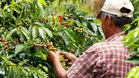 Aumentó la producción de café en Colombia, según la Federación Nacional de Cafeteros Aumentó la producción de café en Colombia, según la Federación Nacional de Cafeteros