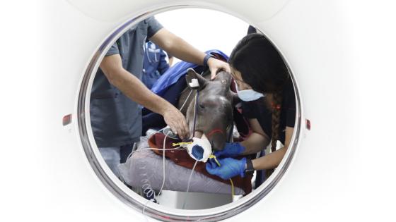 Danta asesinada en Guaviare Danta asesinada en Guaviare