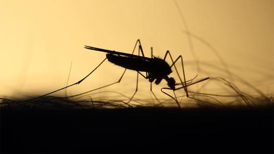 dengue Cartagena dengue Cartagena