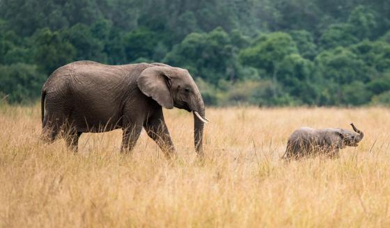 Elefantes nacen sin colmillos